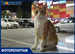 Усы, лапы и хвост: пушистая элита Таганрога в объективе фотографа