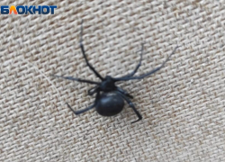 Зоологи прогнозируют нашествие пауков-каракуртов в Таганроге и Ростовской области