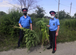 Рейд по обнаружению и уничтожению очагов дикорастущей конопли в Таганроге 