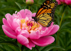 В Таганроге буйным цветом распустились пионы: как поддержать их здоровое состояние - совет агронома