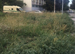Центральная гостиница Таганрога соседствует с зарослями травы
