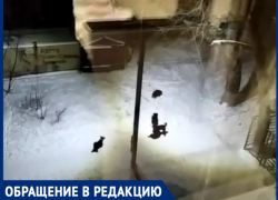Агрессивные собаки пугают жителей улицы Инициативной в Таганроге