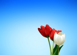 Редакция "Блокнот Таганрог" поздравляет женщин с 8 марта