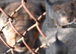 Замечательные малыши ищут новый дом!