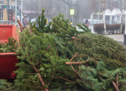 В Таганроге вновь пройдет сбор ёлок в переработку