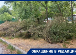 "Две недели дежурим, чтобы пожара не случилось": жители Таганрога напуганы обрезкой деревьев и завалами возле дома