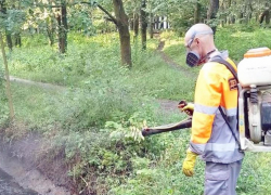 В Таганроге идёт охота на вредных насекомых