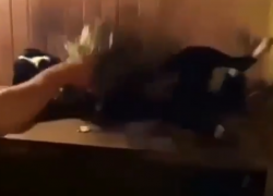Таганрожец прислал видео с собакой, любящей париться в баньке