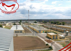 250 млн яиц планирует произвести «Таганрогская птицефабрика» в 2021 году