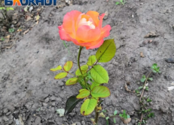 Как таганрожцам подготовить розы к зиме