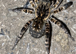 "Я в первый раз в жизни вижу такое": в Таганроге снова замечены тарантулы