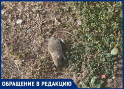 Крысы, заросли амброзии и чиновничье "не наше": власти Таганрога "отписались" от дороги к школе № 38