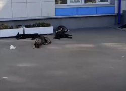 Стая собак оккупировала район, таганрожцам приходится отбиваться средствами защиты