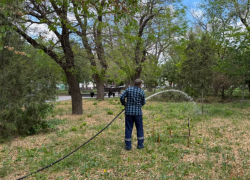 "Поливаем регулярно": таганрогская администрация отчиталась о новых насаждениях, а жители усомнились