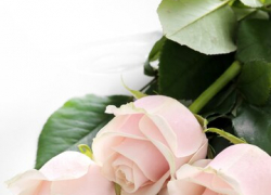 Во сколько в этом году обойдется «миллион алых роз» к 8 марта таганрожцу