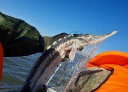 В Таганрогском заливе прошли рейды по выявлению незаконной добычи рыбы