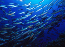 Таганрогские ученые научились контролировать поведение рыб