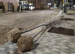 Подросшие деревья привезли на улицу Петровскую,   приживутся ли они в мороз?