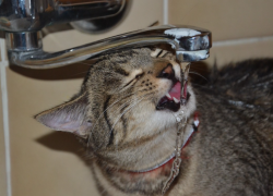 В Таганроге будут обеззараживать питьевую воду другим реагентом