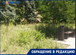 Из года в год одно и то же: жители Таганрога пожаловались на то, что Приморский парк превращается в лесополосу