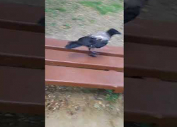 Наглая  ручная ворона в Приморском парке гоняет жителей от скамейки и садится всем на голову