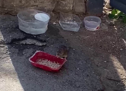 Едят из кошачьих мисок и смотрят в глаза: наглые крысы оккупировали особняк в центре Таганрога