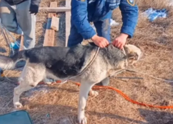 Собачья ловушка в окрестностях Таганрога: еще один пес спасён 