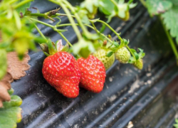 Клубника в Таганроге скоро значительно подешевеет
