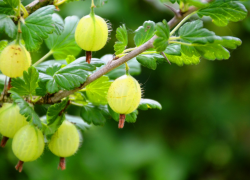 Когда в таганрогском климате лучше обрезать крыжовник?