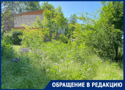 Бурьян выше человеческого роста активно растёт на ул. Московской в Таганроге 