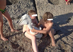 На берегу Таганрогского залива появились пеликаны, но сразу их стали мучать дети