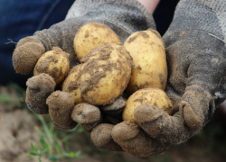 Ожидать ли большого повышения цен на картофель в Таганроге?