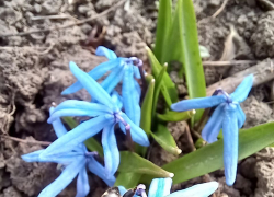 Таганрожцев восхитили фотографии первых весенних цветов