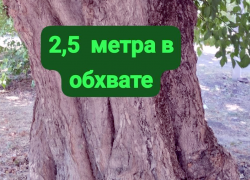 Таганрог: реконструкция по выжженной схеме