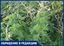 "В противогазе гулять": Почтовый сквер в Таганроге тонет в зарослях амброзии
