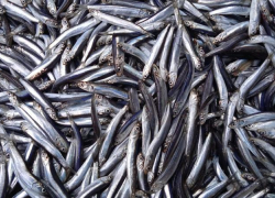 Рекордный улов хамсы и экологические вызовы — что стоит за успехом рыболовства в Азовском море и Таганрогском заливе