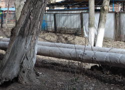 Беда близко: огромное дерево в Таганроге грозит упасть на детский сад, но убирать его не планируют