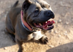 В России предлагается ввести ещё один штраф