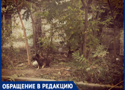 Заброшенный дом в Таганроге стал собачьим приютом 