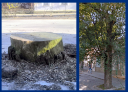 Таганрог: был город-сад, будет город-пень