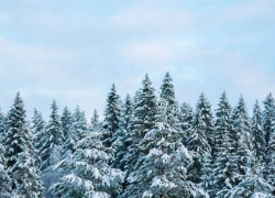 Таганрожцы, не рубите елки! В области усилили контроль за сохранностью хвойных пород деревьев