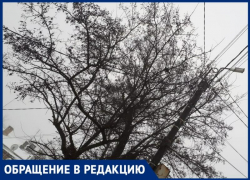 «Боимся в праздник остаться без света» – опасные деревья пугают таганрожцев