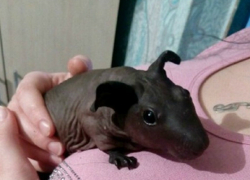 Всего за 1 млн рублей продает ростовчанин морскую свинку