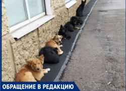 В центре Таганрога бездомные животные не дают людям покоя