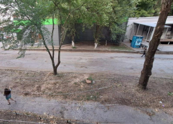 После публикации «Блокнот Таганрог» ветки срубили, кусты покосили