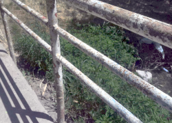 Малая Черепаха в Собачеевке: река, превращенная человеком в болото 