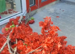 Люди-варвары испортили красоту, которую создала предприниматель Таганрога