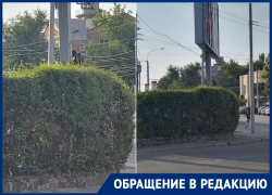 Пер. Гоголевский/ул. Фрунзе в Таганроге: «Светофор прячется за кустами»
