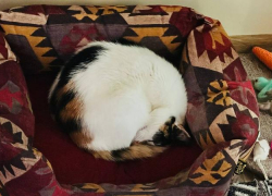 Ермилов день: сегодня таганрожцам категорически нельзя будить спящих кошек