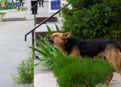 Таганрогские бездомные собаки дружелюбно встретили специалистов по отлову, но это пока